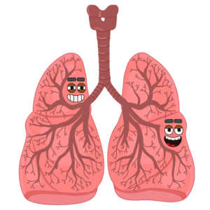 The Lungs